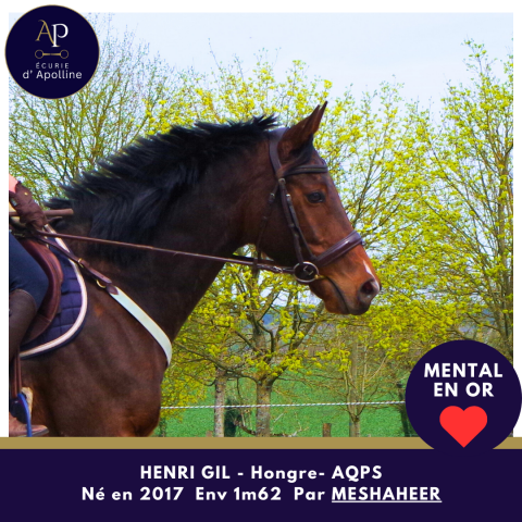 Gelding AQPS For sale 2017 Bay
