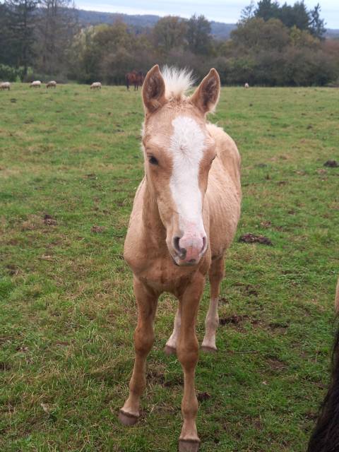 Colt Palomino For sale 2024 Palomino