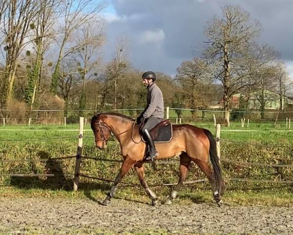 Mare Selle Français For sale 2020 Bay