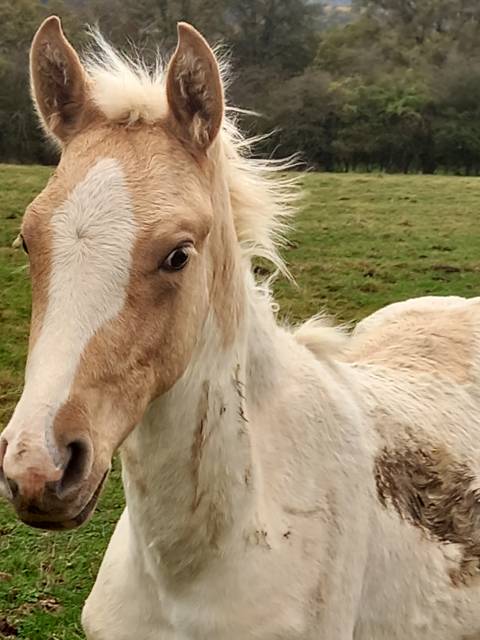 Colt Palomino For sale 2024 Palomino