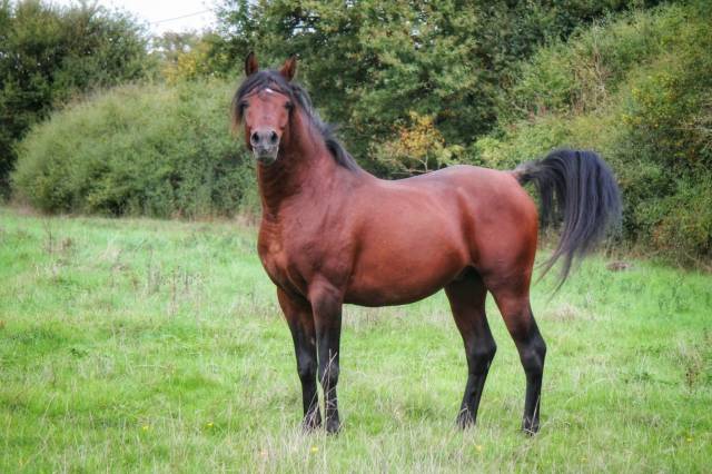 Entire Arabian Thoroughbred For sale 2019 Bay