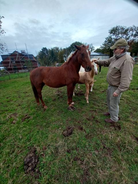 Mare Palomino For sale 2020 Chesnut
