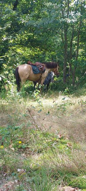 Gelding Origin Recorded For sale 2021 Buckskin