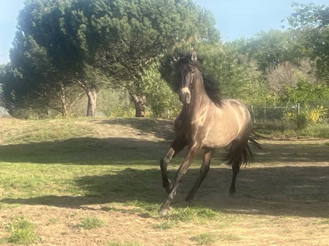 Entire PRE Pure Spanish Bred For sale 2023 Buckskin