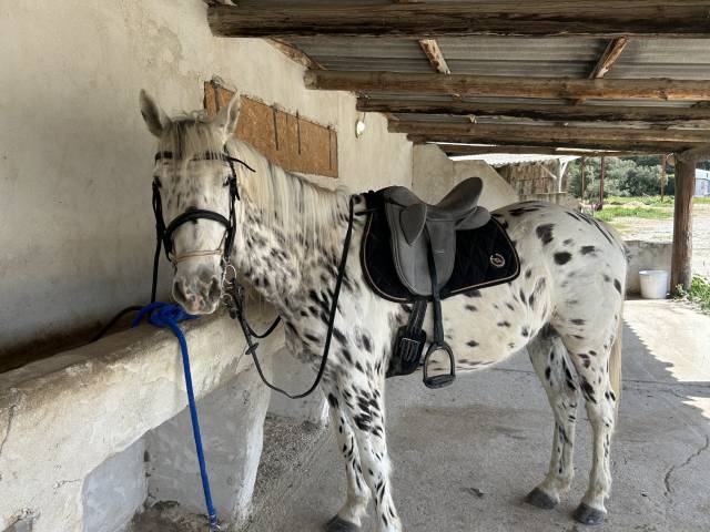 Gelding No Origin Recorded For sale 2019 Appaloosa