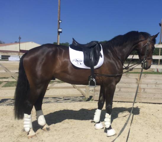 Gelding KWPN Dutch Warmblood For sale 2019 Chesnut