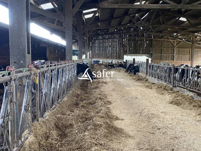 Sheep farm  Allier
