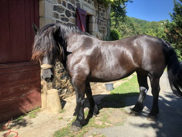 Mare Percheron For sale 2011 Black