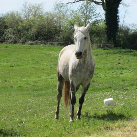 Mare Barb For sale 2016 Grey