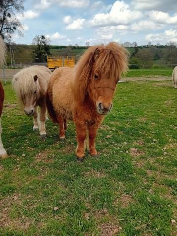 Filly Shetland Pony For sale 2024 Chesnut