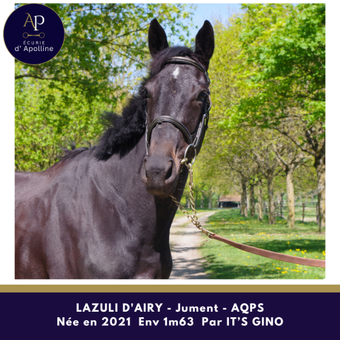 Mare AQPS For sale 2021 Bay
