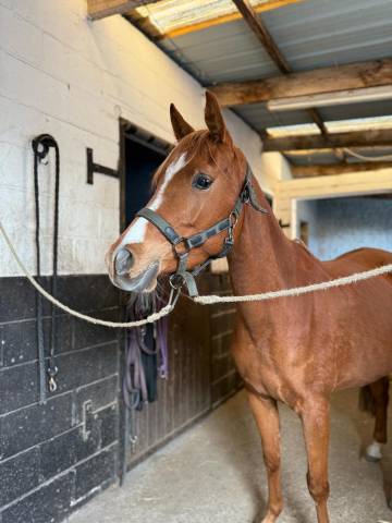 Mare Other Pony Breed For sale 2020 Chesnut