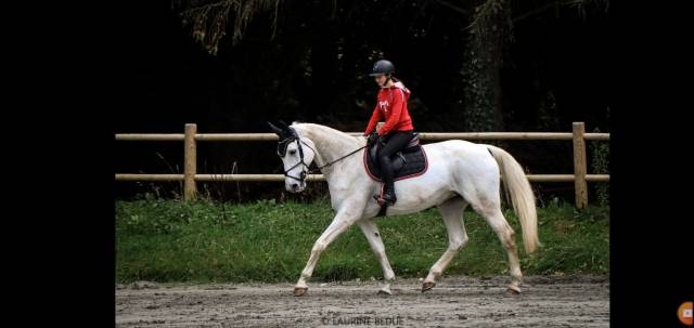 Broodmare Selle Français For sale 2009 Grey