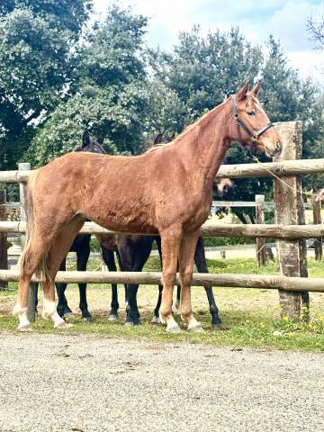 Mare Origin Recorded For sale 2023 Chesnut