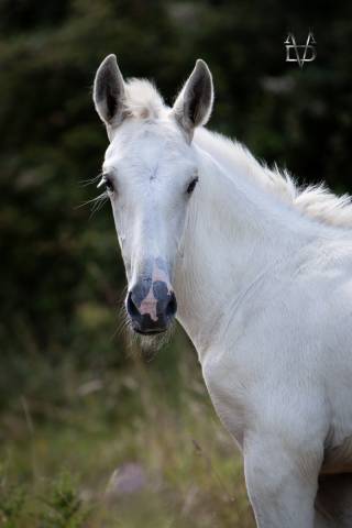 Colt PRE Pure Spanish Bred For sale 2025 Palomino