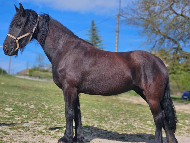 Mare Friesian For sale 2015 Black