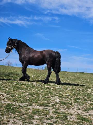 Mare Friesian For sale 2011 Black