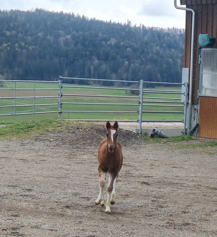 Filly Franche-Montagne For sale 2025 Chesnut