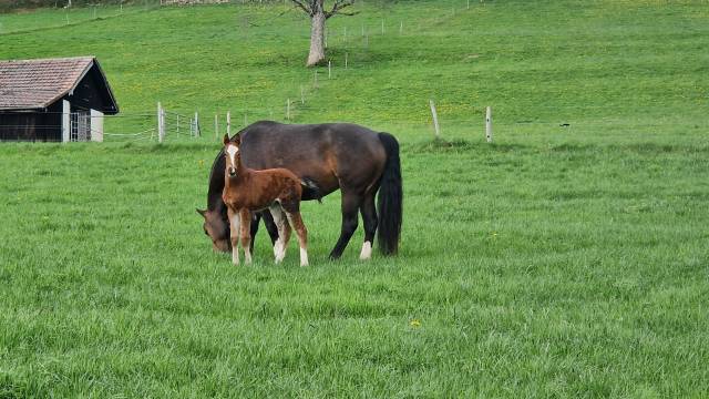 Filly Franche-Montagne For sale 2025 Bay