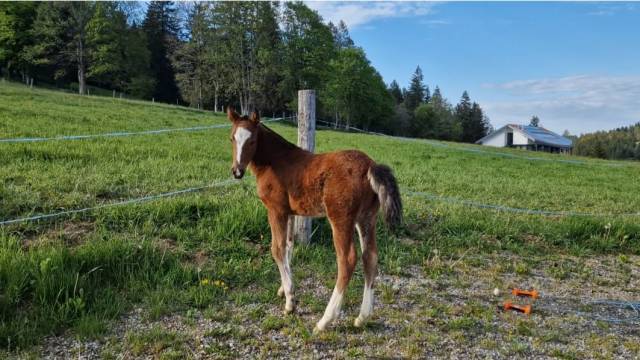 Filly Franche-Montagne For sale 2025 Bay