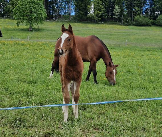 Filly Franche-Montagne For sale 2025 Bay