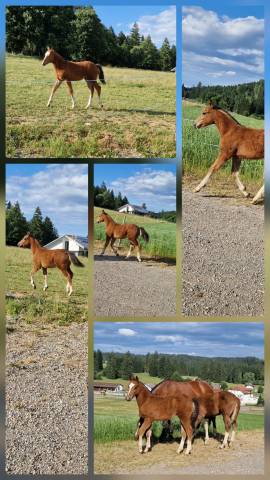Filly Franche-Montagne For sale 2025 Bay