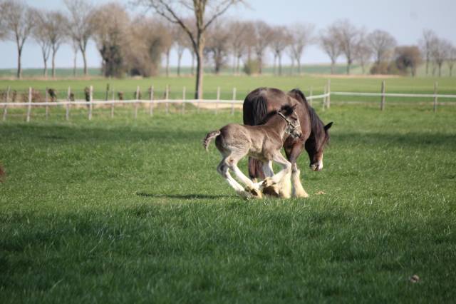 Filly Shire For sale 2025 Black