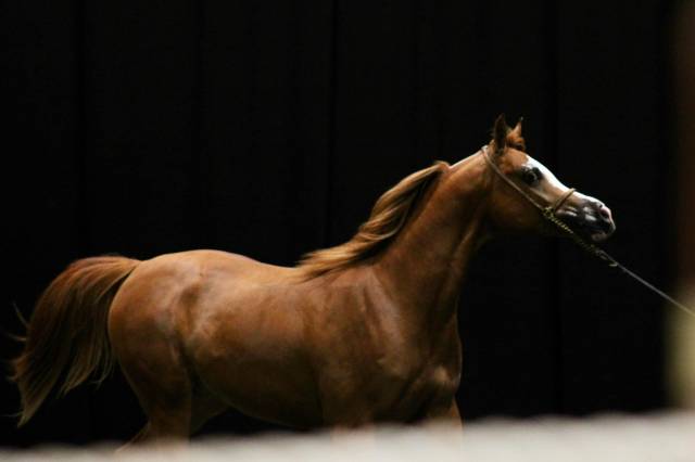 Entire Arabian For sale 2023 Chesnut