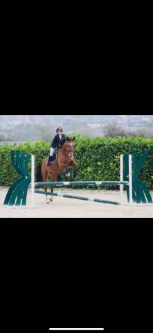 Mare BWP Belgian Warmblood For sale 2009 Bay