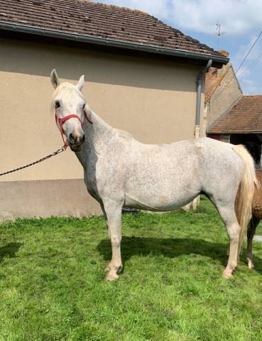 Broodmare Connemara For sale 2010 Grey
