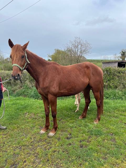 Broodmare French Trotter For sale 2021 Chesnut