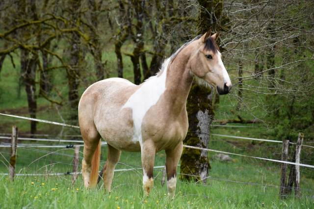 Mare Selle Français For sale 2023 Buckskin