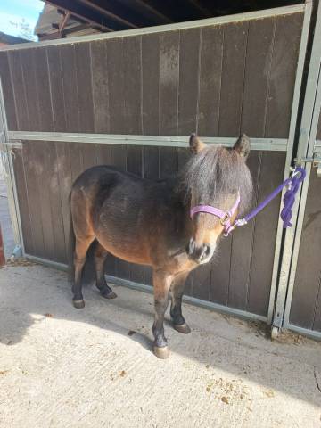Gelding No Origin Recorded For sale 2017 Dark Bay