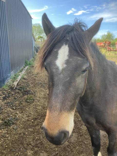Gelding Franche-Montagne For sale 2023 Bay