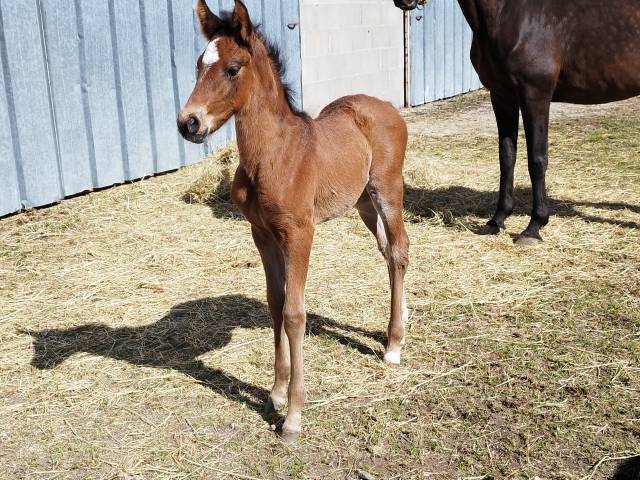 Filly PRE Pure Spanish Bred For sale 2025 Bay