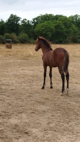 Filly PRE Pure Spanish Bred For sale 2025 Bay