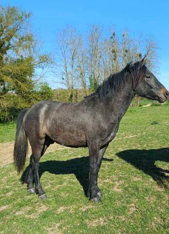 Gelding New Forest For sale 2023 Bay