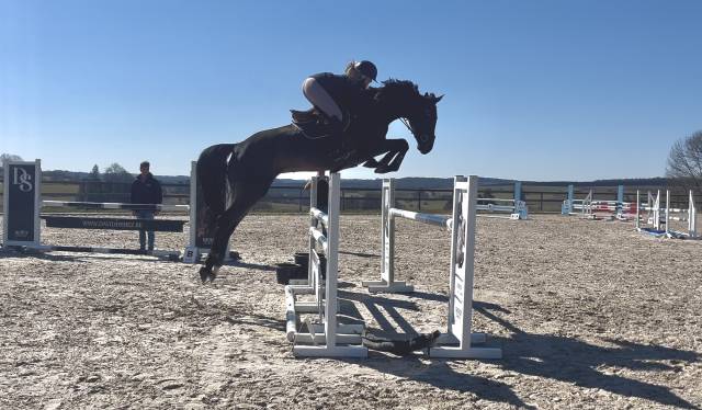 Gelding sBs Belgian Warmblood For sale 2020 Bay