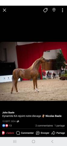 Dynamite KA - Arabian 2019