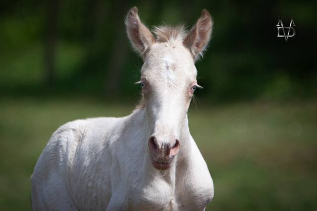 Colt PRE Pure Spanish Bred For sale 2025 Perlino