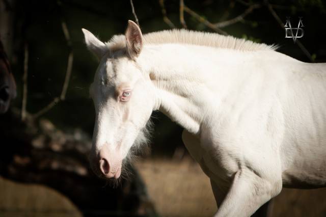 Colt PRE Pure Spanish Bred For sale 2025 Perlino