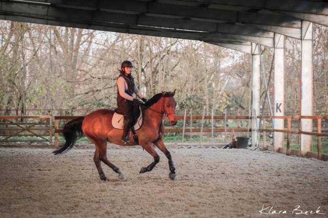 Gelding Selle Français For sale 2015 Bay