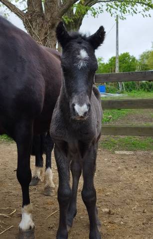 Colt Welsh Part Bred For sale 2025 Black