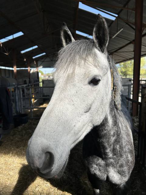 Gelding Connemara For sale 2019 Grey