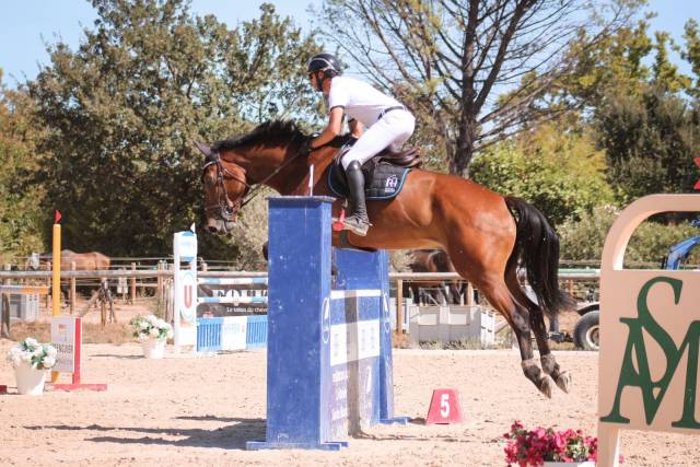 Gelding KWPN Dutch Warmblood For sale 2017 Bay