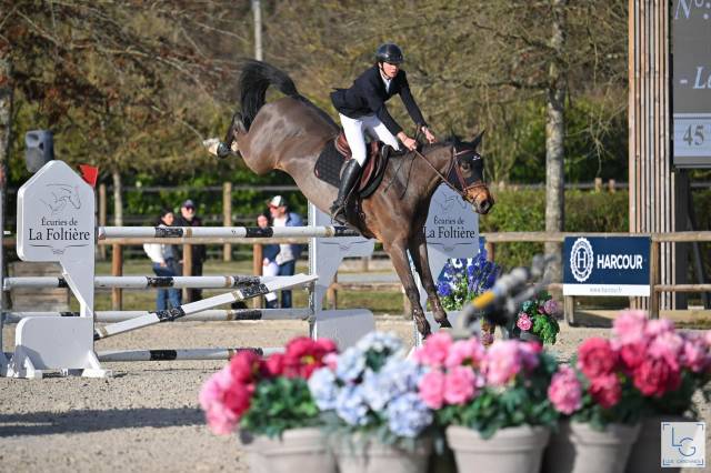 Mare KWPN Dutch Warmblood For sale 2016 Dark Bay