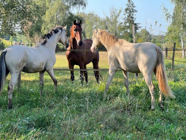 Gelding German Riding Pony, Deutsches Reitpony For sale 2023 Buckskin