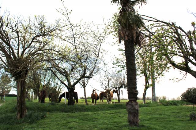 Equestrian property  Tarn-et-Taronne