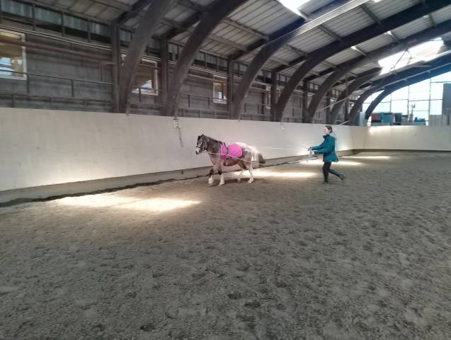 Gelding No Origin Recorded For sale 2018 Other color