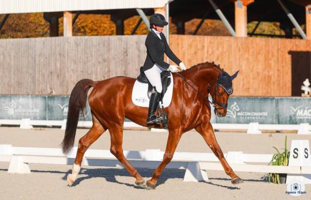 Gelding AES Anglo European Studbook For sale 2017 Chesnut